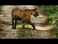 #Kartaniyaghat #Jungle #viralvideo #adventure #trip #wildlife #traveldiaries #tiger #forest #india