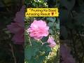 “Rose Plant Result After Pruning 🌹 New Buds & Fresh Leaves Growth Update"#Shorts #YoutubeShorts