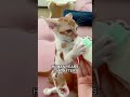 Cat Years to Human Years: The Surprising Truth! #Shorts