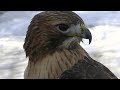 HUNTING with a HAWK!! - PA Rabbit Hunt with a Red-Tail Hawk!!! - FALCONRY HUNTING!!!
