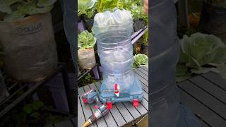 Gardening Tips: DIY Composter from a Reused Water Gallon to Produce Liquid Fertilizer (Leachate)
