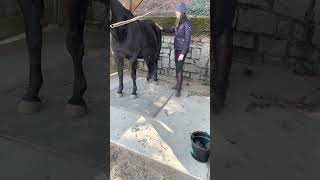 IMG 4954