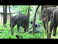 injured wild elephant came to school & wildlife officer injecting antibiotics to an injured elephant