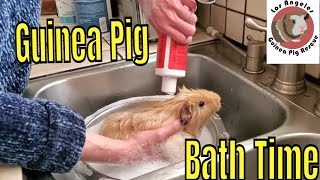 How to Bathe a Guinea Pig Step by Step Easy Instruction
