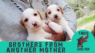 Brothers from another mother  A tale of two puppies Snoopy & Maya  Takis Shelter