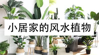 2020 居家十大风水植物，他们真的会给你带财气，这些还是一个谜！【轻菜共工作室】 Cck