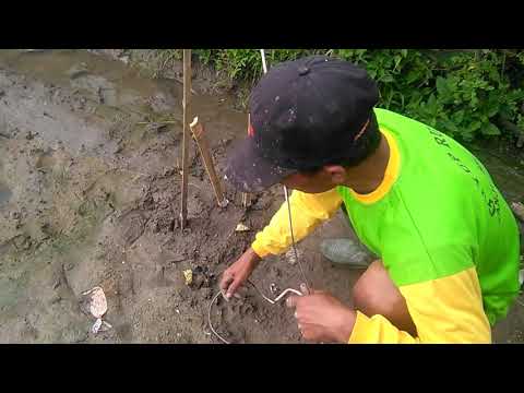 PERANGKAP TIKUS DI SAWAH. DI DEMONSTRASIKAN OLEH PAK SABAR. PART . PROSES PEMASANGAN PERANGKAP TIKUS DI SAWAH. DI DEMONSTRASIKAN OLEH PAK SABAR. PART . PROSES PEMASANGAN