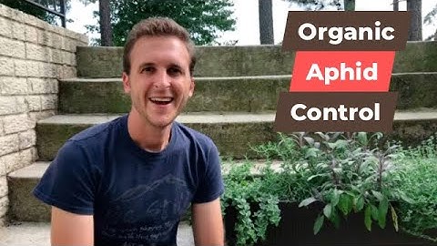 Organic Aphid Control (3 Step Formula)