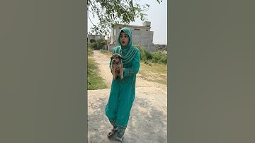 Shaheer Ne Dog Food Kha Li #shorts #youtubeshorts #trending #ytshorts #ridanaqqash