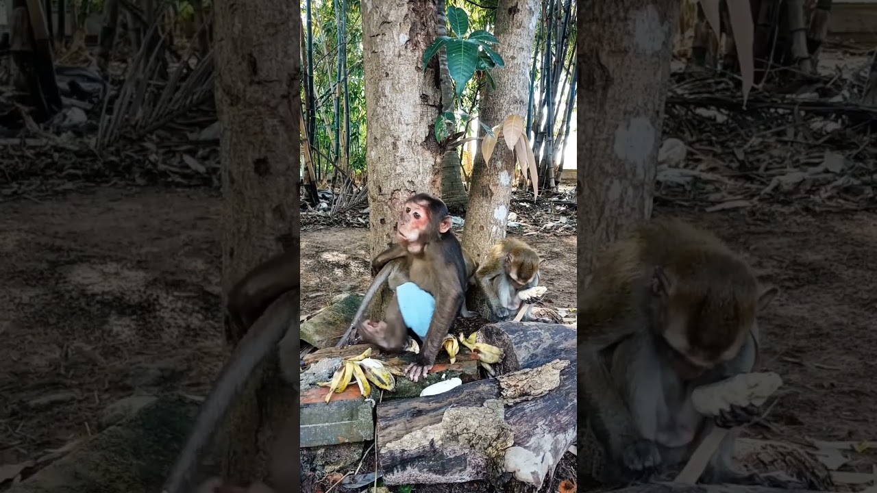 Can Monkeys Share Their Food Without Fighting? 
