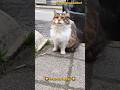 Tatlı Sokak Kedisi Maya#cat #catshorts #kedi #streetcats #cuteanimals #cutecat