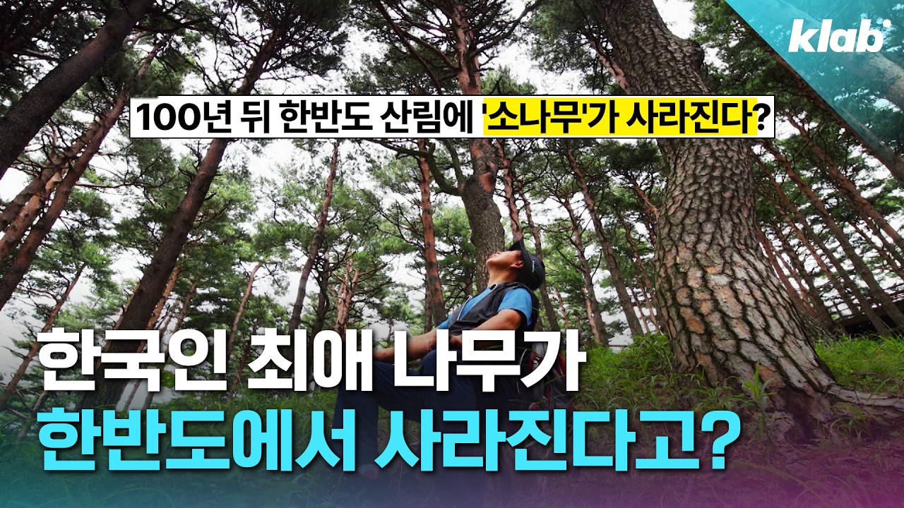 한반도에서 사라진다는 한국인 최애 나무 근황|크랩