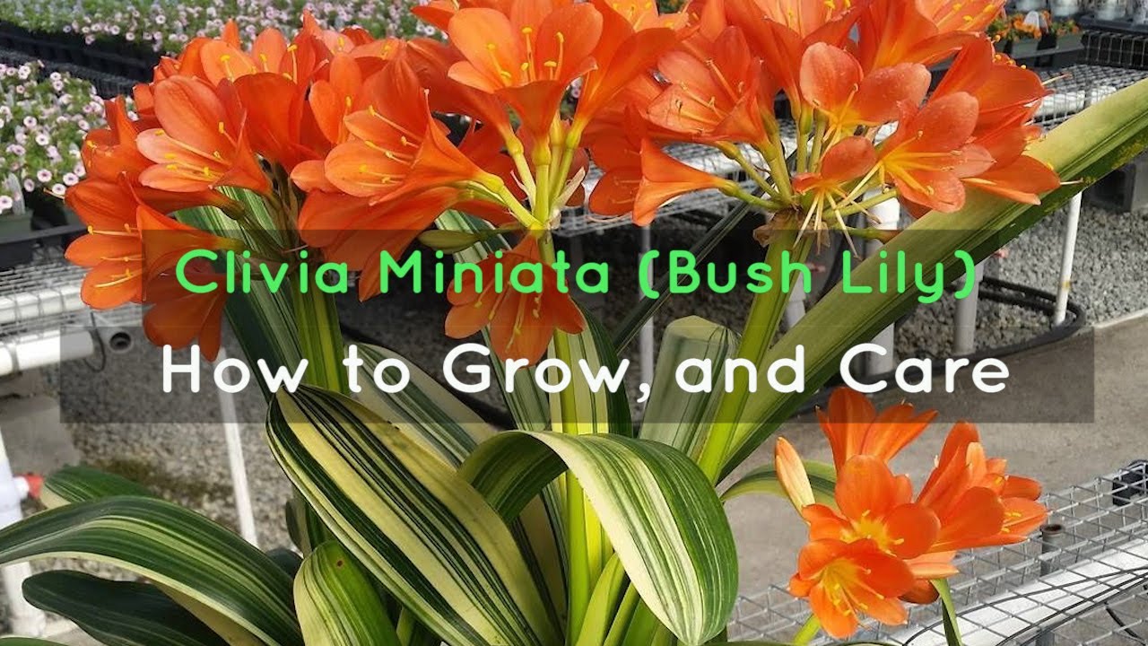 Clivia Miniata (Bush Lily): How To Grow, And Care