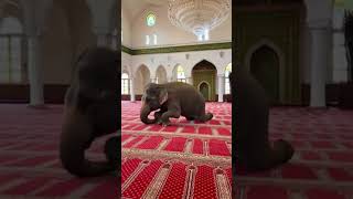 🐘 Elephant Found Copying People’s Movements Inside a Mosque! 😱🕌⚠️ AI-Generated Content