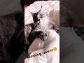 #techno#funnycat#play#cute#cat#today#pets#mainecoon#