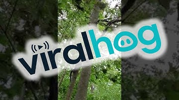 Snake Climbs Tree During Windy Storm || ViralHog