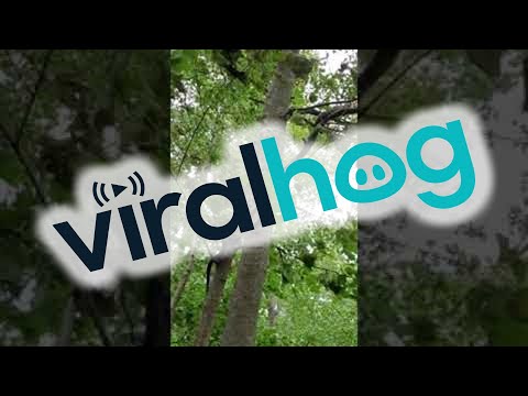 Snake Climbs Tree During Windy Storm || ViralHog