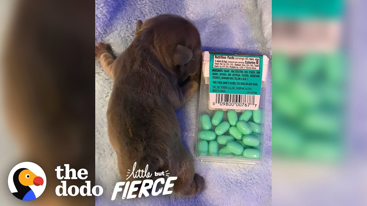 ⁣Puppy The Size Of A Tic Tac Box Grows Up To Be A Giant Potato | The Dodo Little But Fierce