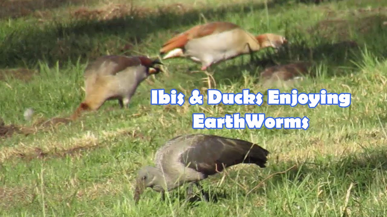 Big Birds Different Types Enjoying Earthworms In Peace