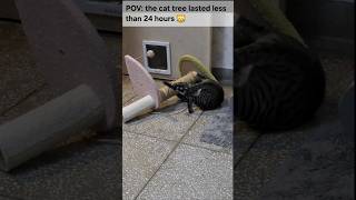 15 Cats vs One Cat Tree 😹 #FunnyCats #TintinTheCat #CatShorts #CatsOfYouTube #CatLife #CatsBeingCats