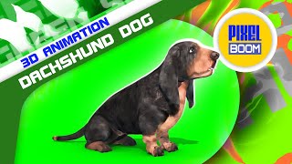 Green Screen Dachshund Dog 3D Animation PixelBoom