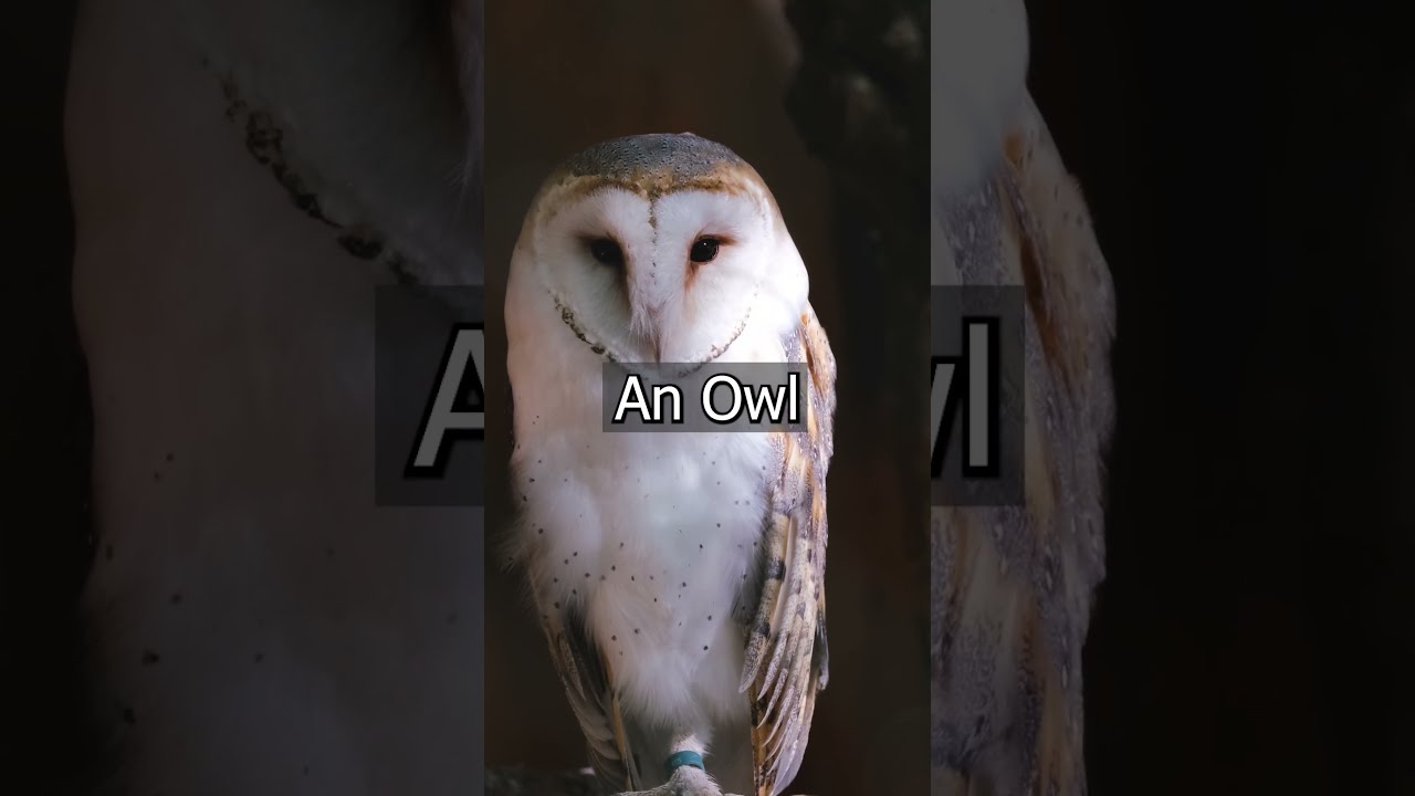 The Ojibwe Word For Owl Gookooko Oo Grandpadadra