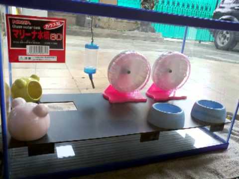 56 Gambar Desain Rumah Hamster Terbaru