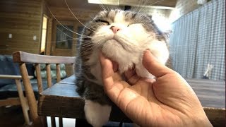 ねこを呼ぶ術。The way to call Maru&Hana by hand.