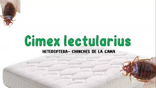 CHINCHES DE LA CAMA (Cimex Lectularius)- Microbiología