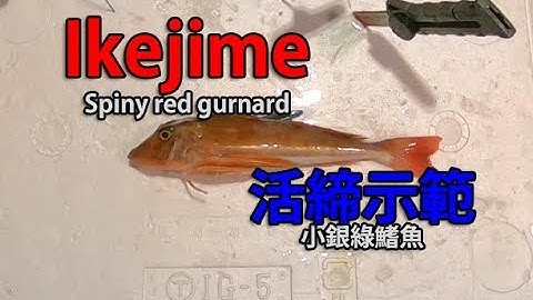 IkeJime method:  How to dispatch and bleed a Spiny red gurnard (Houbou)