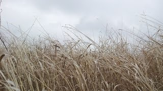 Бесплатная подстилка животным. Дикая солома, сбор. Бесплатная подстилка животным. Дикая солома, сбор.