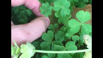 FINDING A TON OF FOUR LEAF CLOVERS + A FEW FIVE LEAF CLOVERS!!!!!