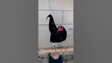 Black old english game bantam