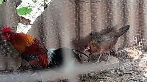ไก่ป่า f2 สวยมาก  เหมื่อน ไก่ป่าเลียqaib qus txhuam2 qua zoo, nkauj tiag2