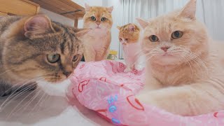 😆9 Cats Fighting Over the Same Toy