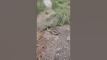 Found a Gopher Snake