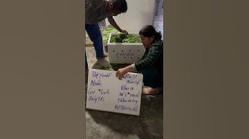 Hoa Cúc Giống Ninh Giang Khánh Hòa A Nhàn Mầm Cúc Đại Đóa Pha Lê Xuất Miền Bắc 14/9/2024 ÂL #shorts