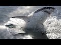 How many great white sharks are in Gansbaai, South Africa? | Dyer Island Conservation Trust