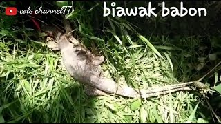 berburu biawak di rawa rawa sungai @episode 15 biawak babon