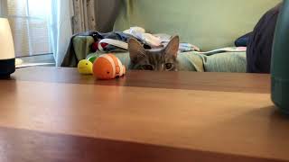おもちゃタコの息をあびる猫 ノルウェージャンフォレストキャットA cat poking the toy air.Norwegian Forest Cat.
