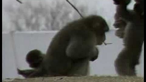 Primate Patterns II - PREVIEW