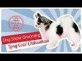 Dog Show Grooming: How To Groom A Long Coat Chihuahua