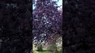Buzzing tree