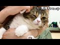 ママの耳掃除でとろけるパパ猫がぬいぐるみみたいで可愛い！