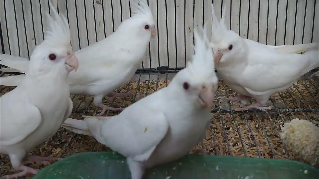 My Ino Cockatiels Are Eating Kala Chana YouTube my-ino-cockatiels-are-eating-kala-chana-youtube