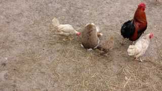 Hase Bummst Huhn... Hase Bummst Huhn...