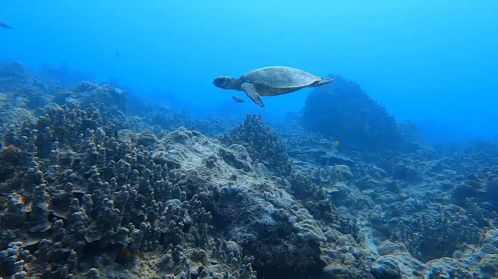 Diving at Gun Beach, Guam