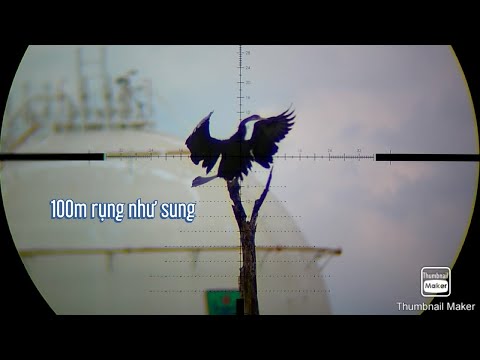 Video Tiếp Tục Săn Cồng Cộc Phá Vụ Tôm - youtube