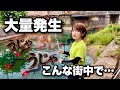 街中を流れる小さな水路で大きなウナギが大繁殖‼️餌代0円で釣りまくる✨