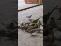 MOST BEAUTIFUL BIRDS &amp; VOICE ❤️😍#subscribe #shortvideo #short #fyp #birds #babybird #love #fyp
